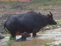 water buffalo with calf