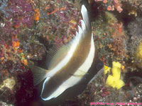 bannerfish