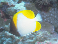 pyramid butterfly fish