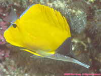 needlenose butterfly fish