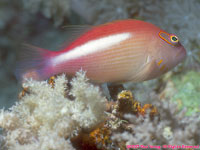 hawkfish