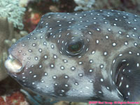 puffer fish face
