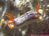 nudibranch