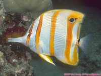 needlenose butterfly fish