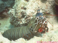 mantis shrimp