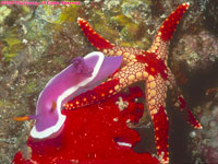 nudibranch and star