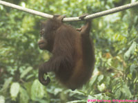 orangutan on a rope