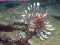 lionfish