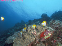 pyramid butterflyfish