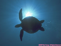 turtle silhouette