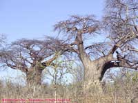 two baobabs