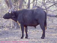 one buffalo
