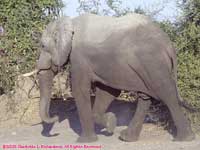 one elephant
