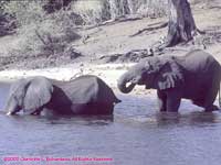 two elephants in the Chobe River