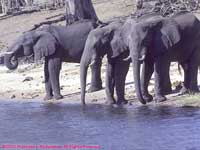 drinking from the Chobe River