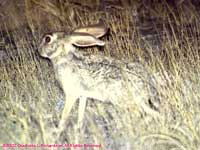 Cape hare