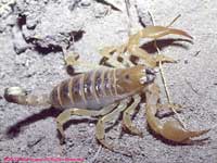 yellow scorpion