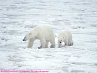 bears on sea ice