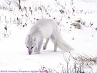 arctic fox, white phase