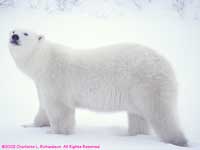 bear in deep snow