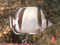 three-banded butterfly fish