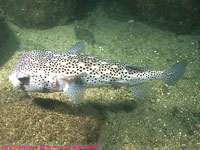 spotted porcupinefish