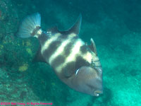 blunthead triggerfish