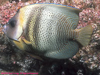 Cortez angelfish