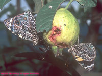 butterflies eating a guava