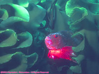 male lumpfish