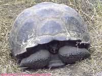 domed-shell giant tortoise
