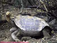 saddle-backed giant tortoise