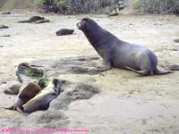 beachmaster sea lion