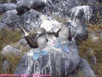 blue-footed boobies