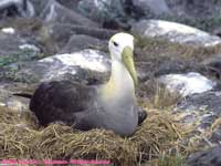 waved albatros