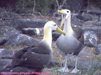 waved albatroses