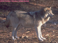 one tundra wolf