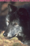 black timber wolf with white face, closeup