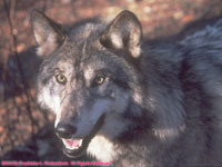 closeup of tan timber wolf