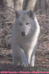 one arctic wolf