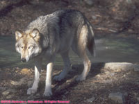 tan timber wolf
