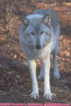 one tundra wolf