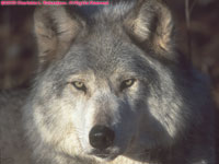 tundra wolf closeup