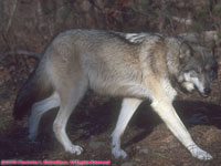 one tan timber wolf