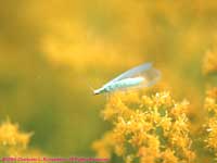 lacewing on goldenrod