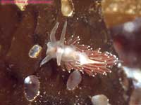 red-gilled nudibranch