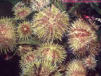 green sea urchins