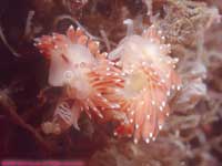 spawning red-gilled nudibranches