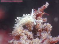 white nudibranch