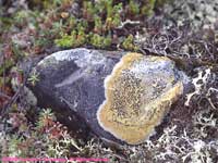 tundra lichens